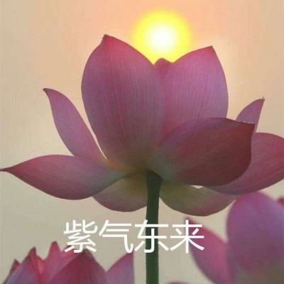 业内人士：交易商向印度出售伊朗原油 报价较布伦特原油溢价6-8美元
